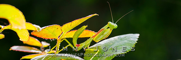 Praying Mantis - BS/P0120