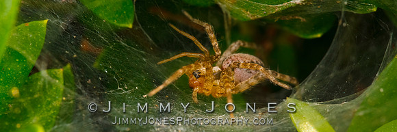 Funnel Spider - BS/P0121