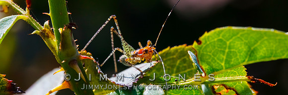Katydid Bush Nymph - BS/P0122