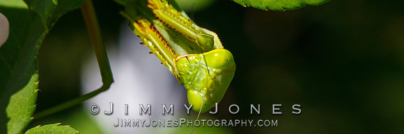Praying Mantis - BS/P0123