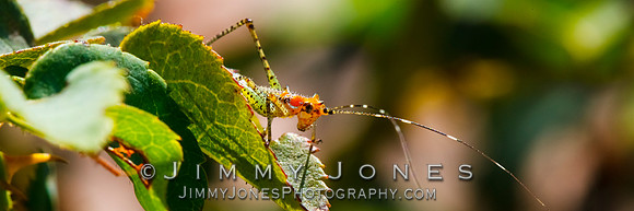 Katydid Bush Nymph - BS/P0124