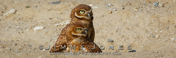 Burrowing Owls - BS/P0125