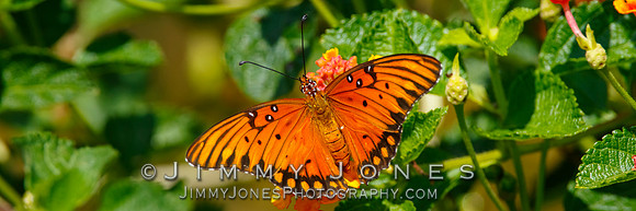 Fritillary, Gulf Agraulis vanillae - BS/P0126