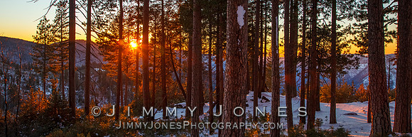 Sunset Thru Trees In Winter - BS/P0128
