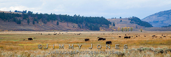 Bison in Lamar Valley - BS/P0130
