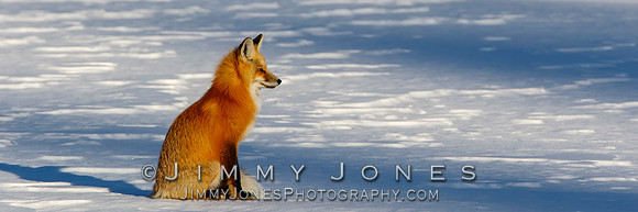 Red Fox in Winter - BS/P0143