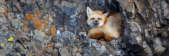 Red Fox - BS/P0149