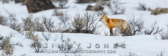Red Fox - BS/P0150