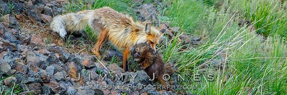 Red Fox With Marmot - BS/P0152