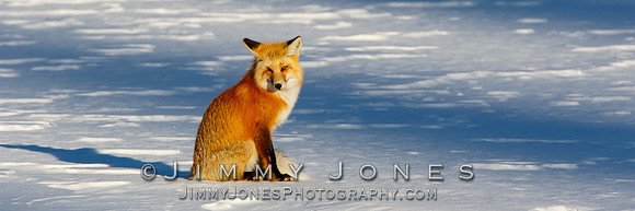 Red Fox in Winter - BS/P0153