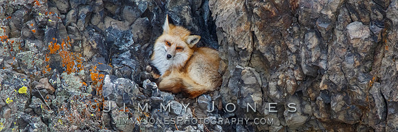 Red Fox - BS/P0154