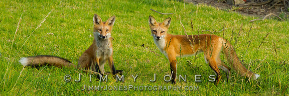 Red Fox - BS/P0155