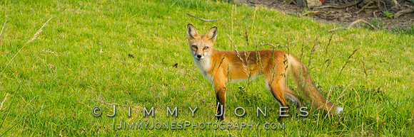 Red Fox - BS/P0156