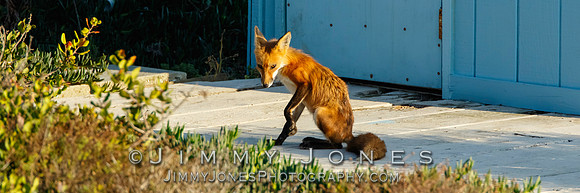 Red Fox - BS/P0157