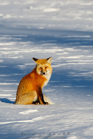 Red Fox in Winter - CS/P0642
