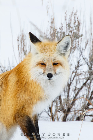 Red Fox - CS/P0643