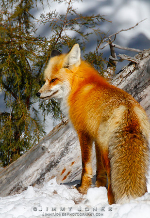 Red Fox - CS/P0644