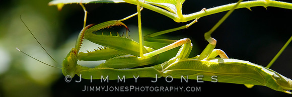 Praying Mantis - BS/P0158