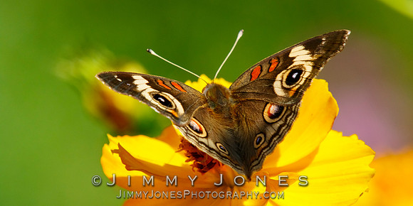 Buckeye Butterfly