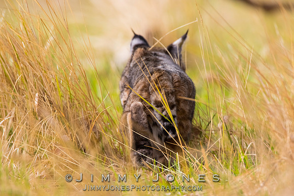 Bobcat