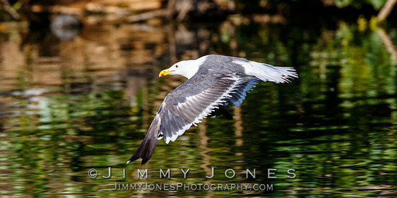 Western Gull