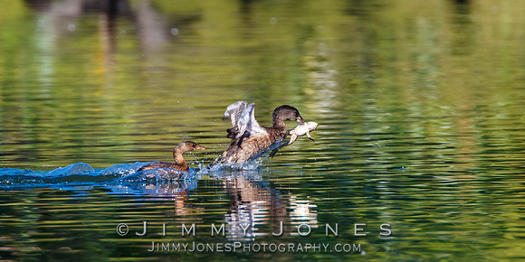 Juvenile - American Coot w/Frog