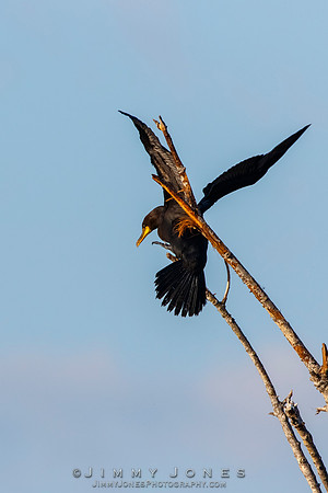 Double-crested Cormorant