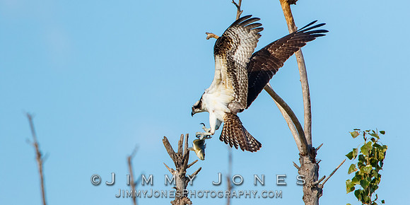 Osprey w/Fish