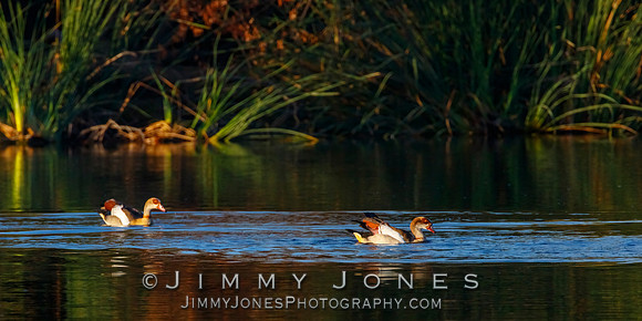 Egyptian Geese