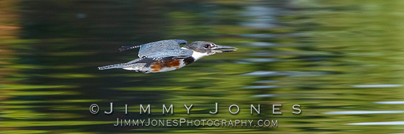 King Fisher
