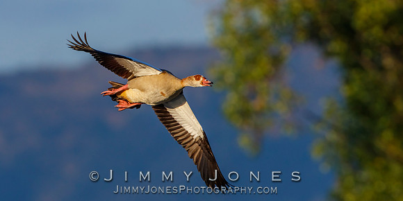 Egyptian Goose