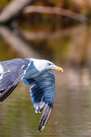Western Gull