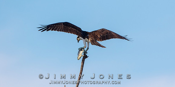 Osprey w/Fish