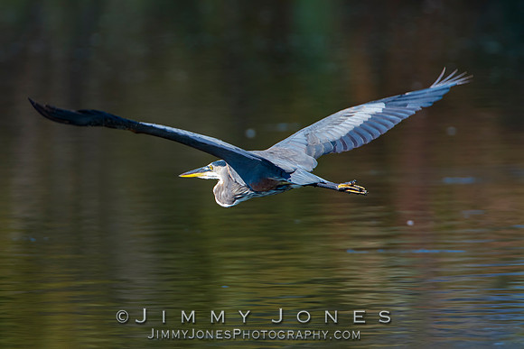 Great Blue Heron