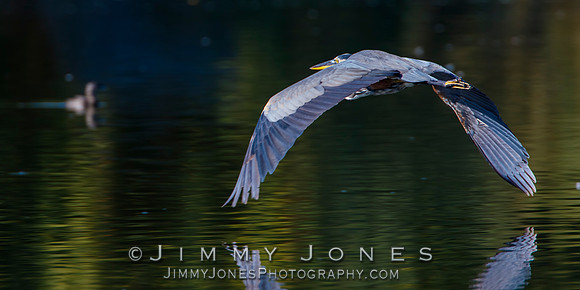 Great Blue Heron