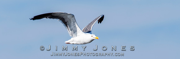 Western Gull