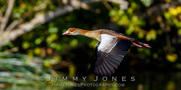 Egyptian Goose