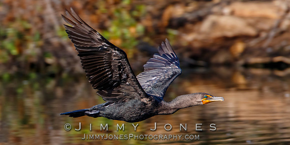 Double-crested Cormorant