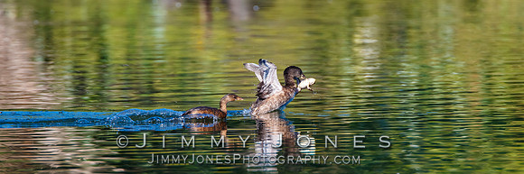 Juvenile - American Coot w/Frog