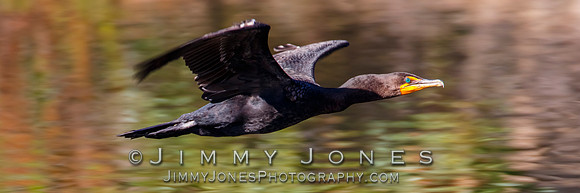 Double-crested Cormorant