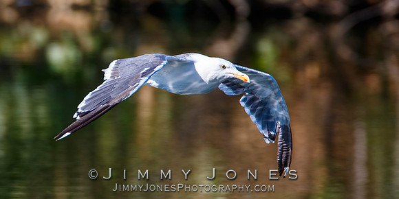 Western Gull