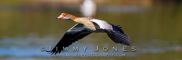 Egyptian Goose