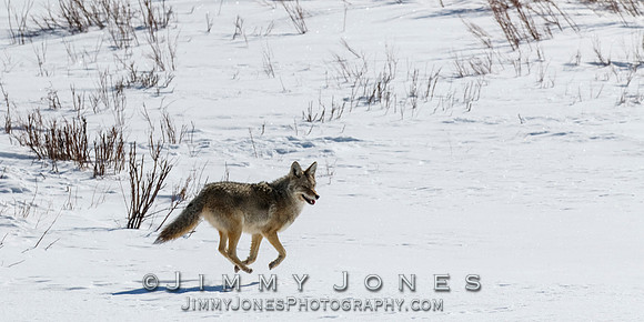 Coyote