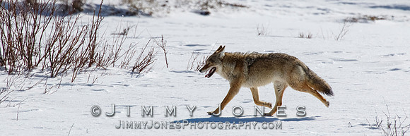 Coyote
