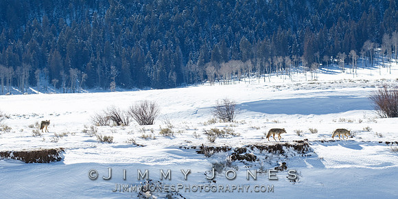 Coyotes