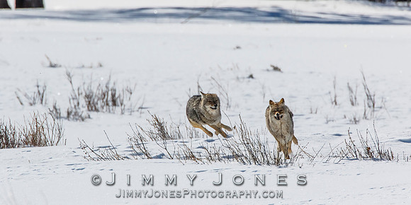 Coyotes Great Chase