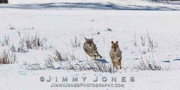 Coyotes Great Chase