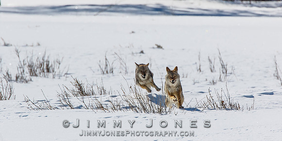 Coyotes Great Chase