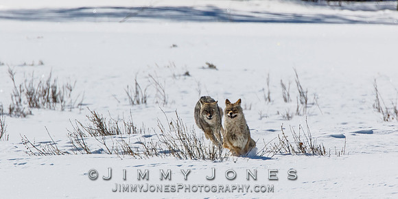 Coyotes Great Chase