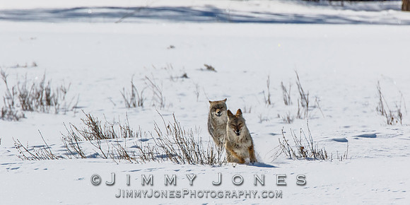 Coyotes Great Chase